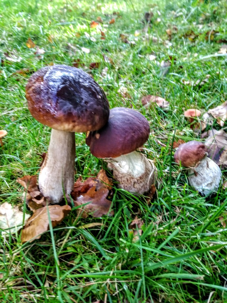 Ceps, New Forest