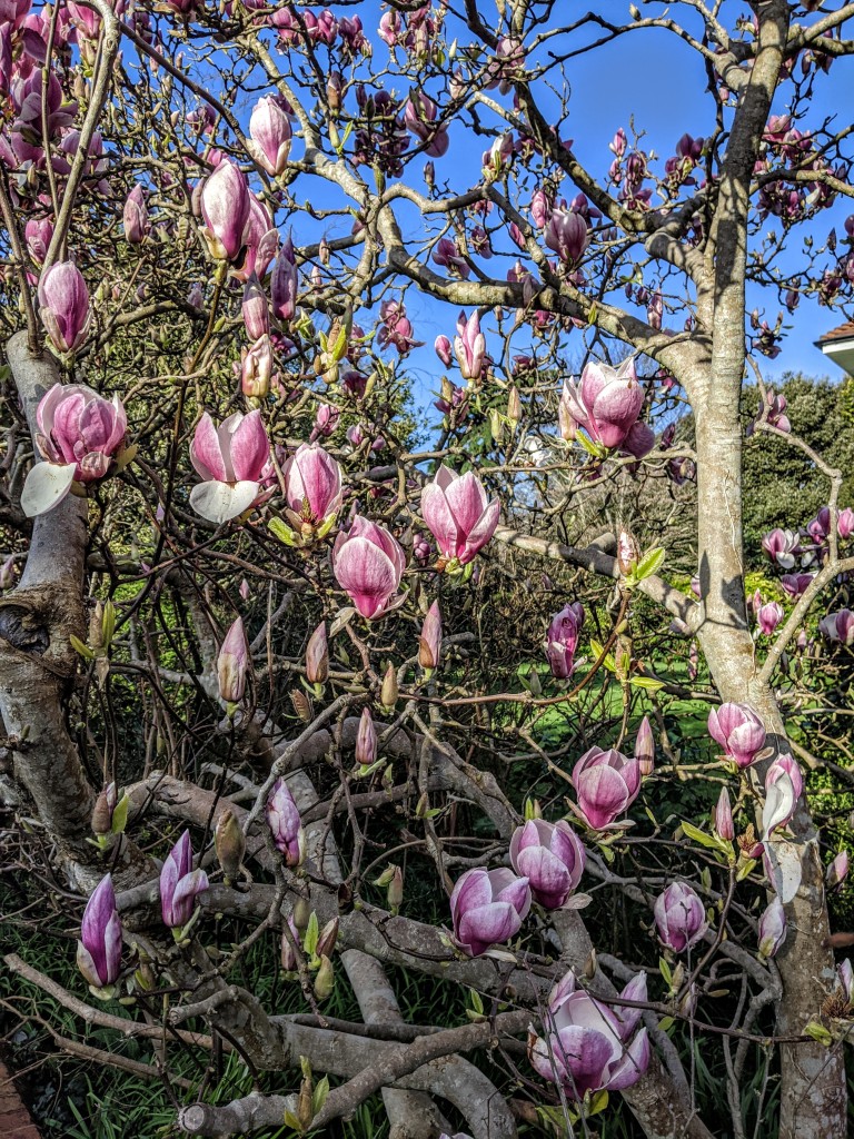 Pink Magnolias
